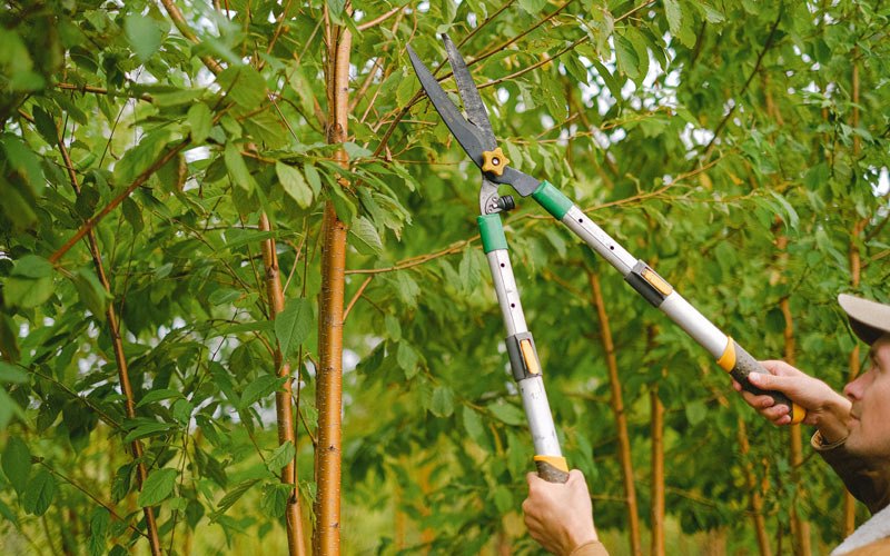 Tree trimming in Many Farms, AZ